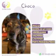 Choco