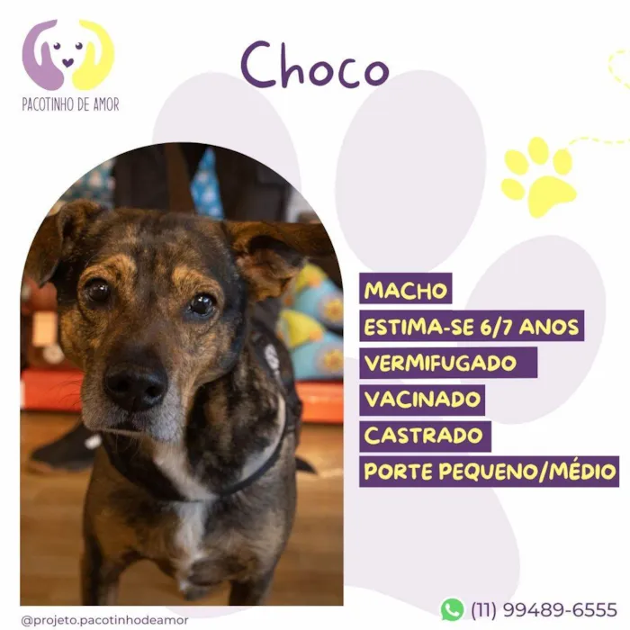 Cachorro ra a SRD-ViraLata idade 6 ou mais anos nome Choco