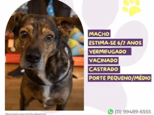 Cachorro raça SRD-ViraLata idade 6 ou mais anos nome Choco