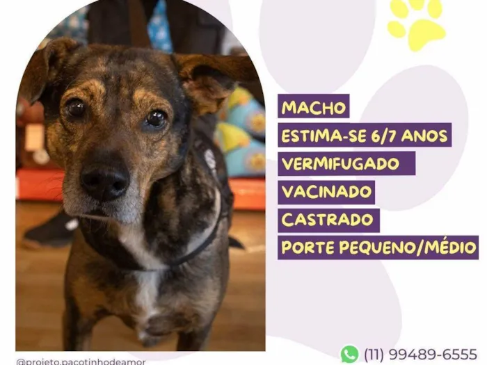 Cachorro ra a SRD-ViraLata idade 6 ou mais anos nome Choco