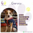 Garoto
