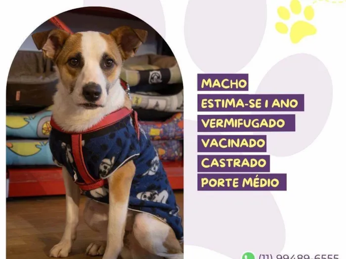 Cachorro ra a SRD-ViraLata idade 1 ano nome Garoto