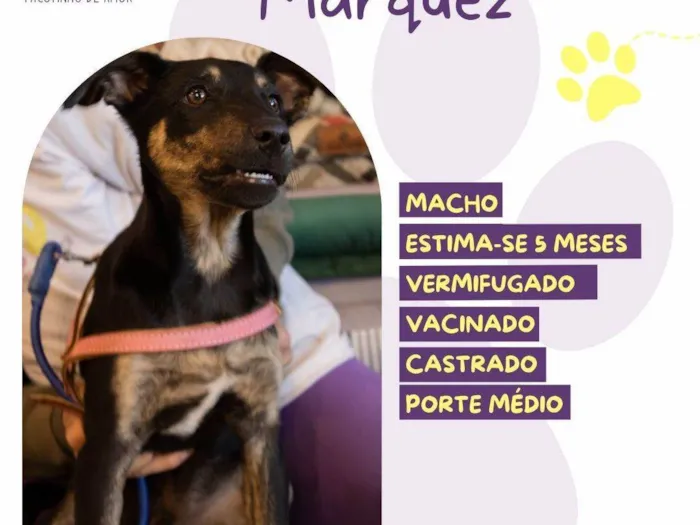 Cachorro ra a SRD-ViraLata idade Abaixo de 2 meses nome Gabriel