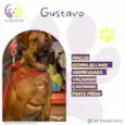 Gustavo 