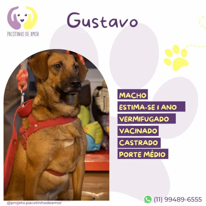 Cachorro ra a SRD-ViraLata idade 1 ano nome Gustavo 