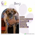 Benji