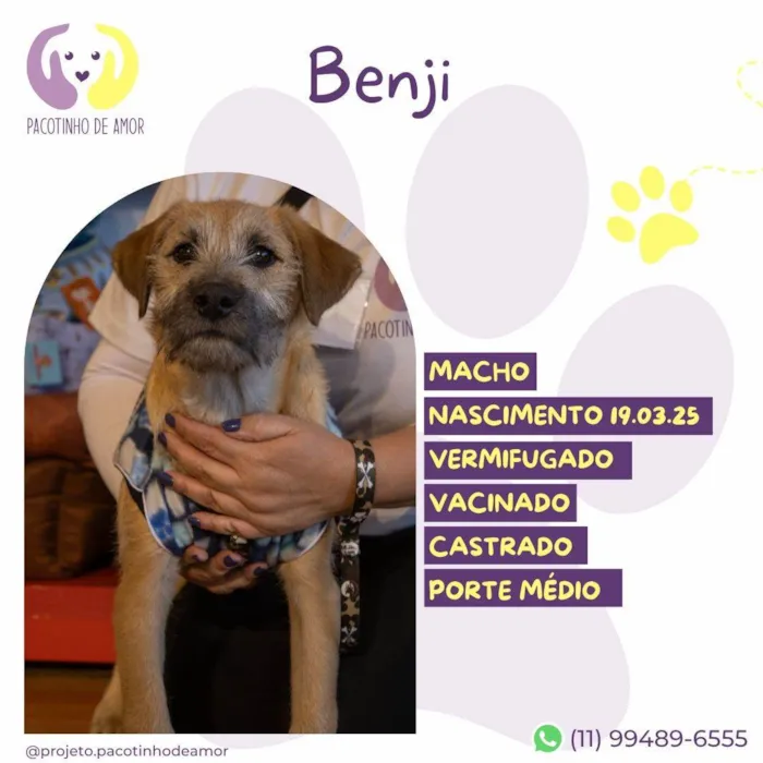 Cachorro ra a SRD-ViraLata idade 2 a 6 meses nome Benji
