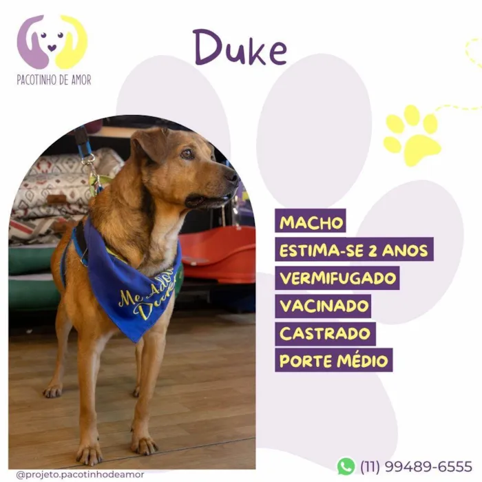 Cachorro ra a SRD-ViraLata idade 2 anos nome Duck