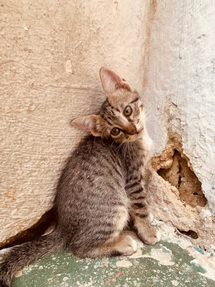 Gato ra a SRD-ViraLata idade Abaixo de 2 meses nome Gatinhos ainda sem nome 