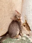 Gatinhos ainda sem nome