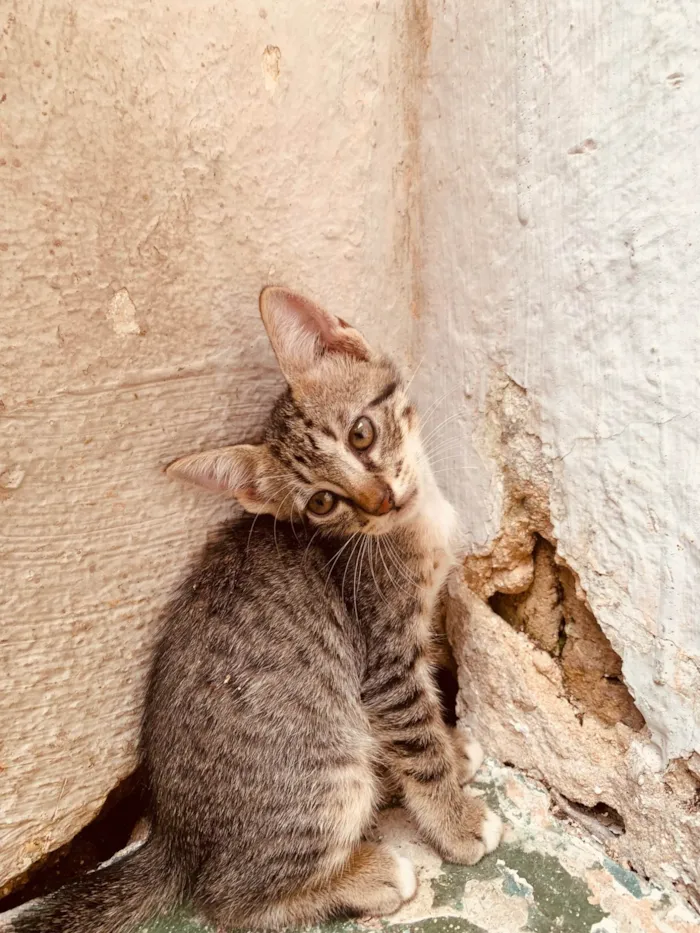 Gato ra a SRD-ViraLata idade Abaixo de 2 meses nome Gatinhos ainda sem nome 