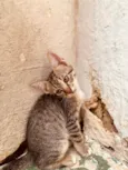 Gatinhos ainda sem nome