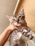 Gatinhos ainda sem nome