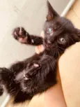 Gatinhos ainda sem nome