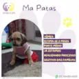 Ma Patas