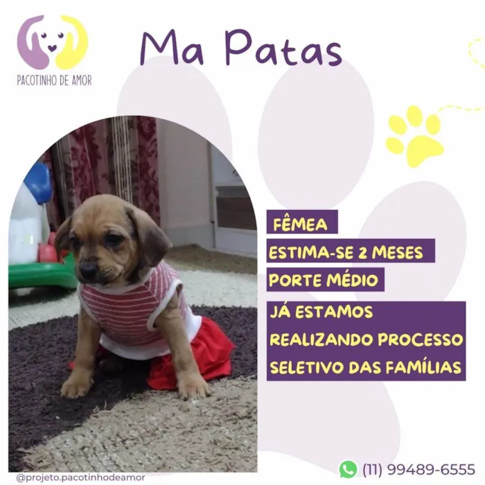Cachorro ra a SRD-ViraLata idade 2 a 6 meses nome Ma Patas