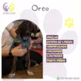 Oreo