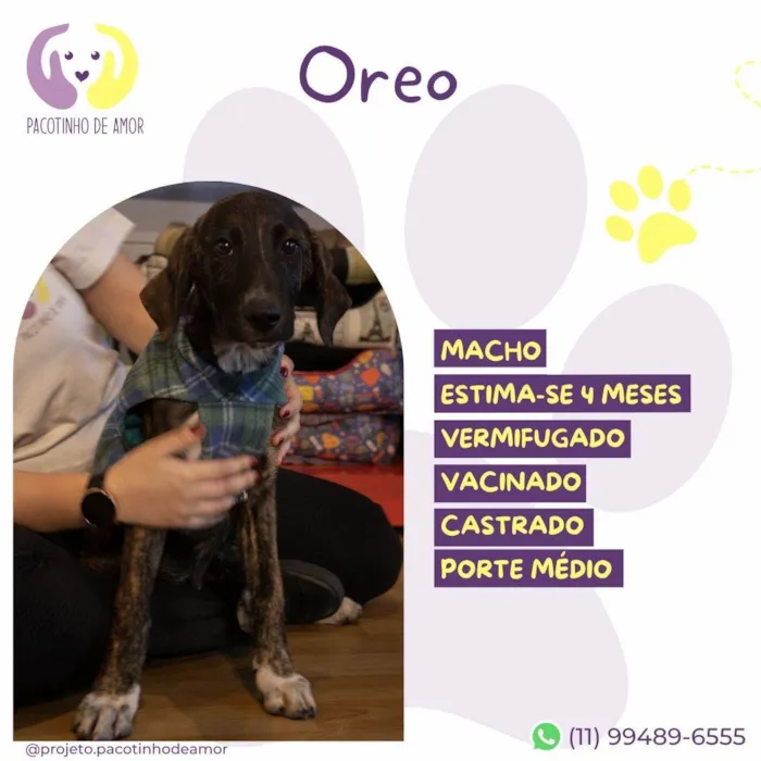 Cachorro ra a SRD-ViraLata idade 2 a 6 meses nome Oreo
