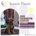 Scoochi Poochi