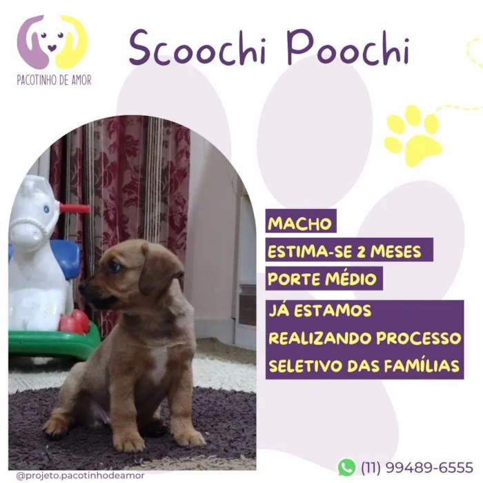 Cachorro ra a SRD-ViraLata idade 2 a 6 meses nome Scoochi Poochi