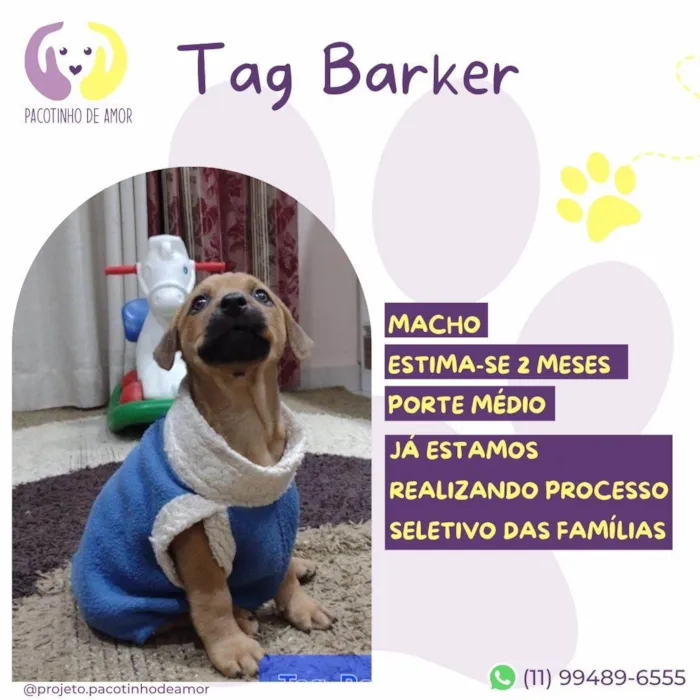 Cachorro ra a SRD-ViraLata idade 2 a 6 meses nome Tag Barker