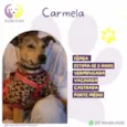 Carmela