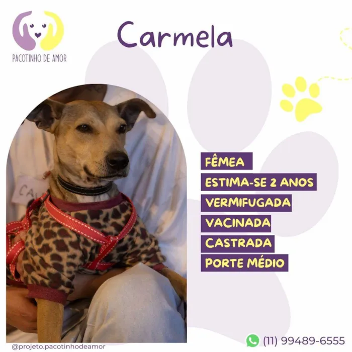 Cachorro ra a SRD-ViraLata idade 2 anos nome Carmela