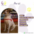 Ariel 