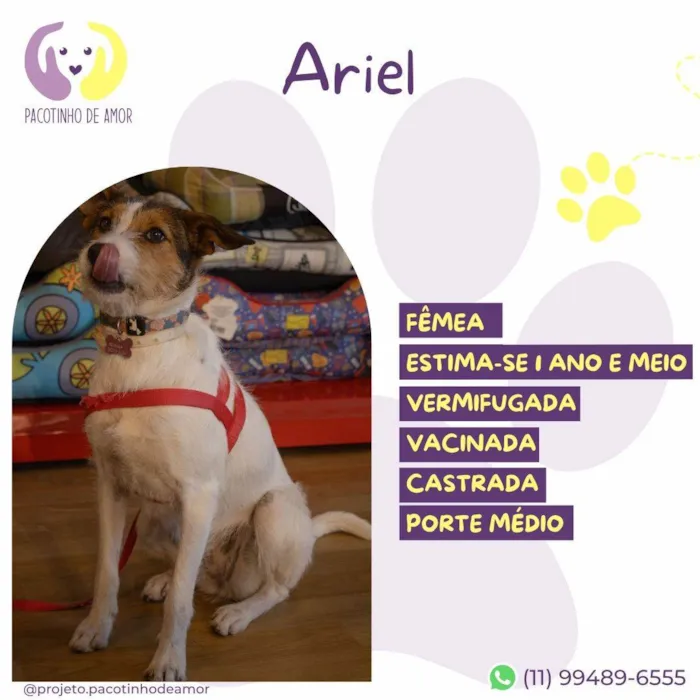 Cachorro ra a SRD-ViraLata idade 1 ano nome Ariel 