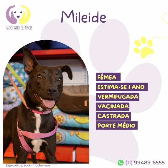 Cachorro ra a SRD-ViraLata idade 1 ano nome Mileide
