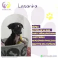 Lasanha