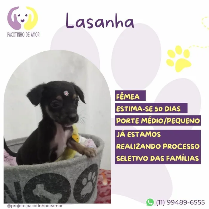 Cachorro ra a SRD-ViraLata idade Abaixo de 2 meses nome Lasanha