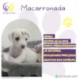 Macarronada