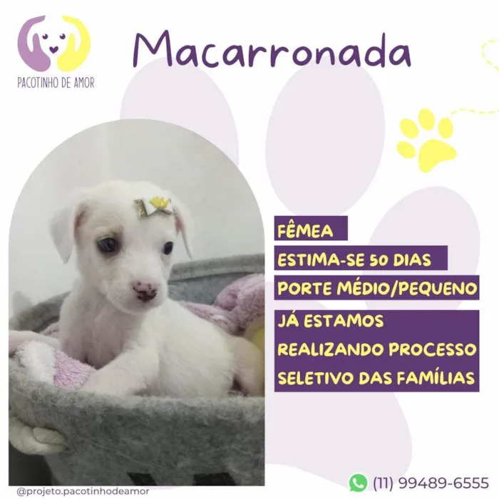 Cachorro ra a SRD-ViraLata idade Abaixo de 2 meses nome Macarronada
