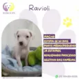 Ravioli