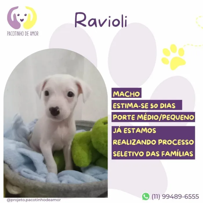 Cachorro ra a SRD-ViraLata idade Abaixo de 2 meses nome Ravioli