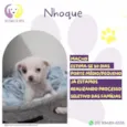Nhoque