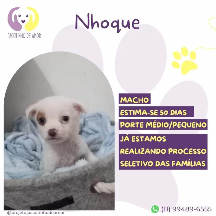 Cachorro ra a SRD-ViraLata idade Abaixo de 2 meses nome Nhoque
