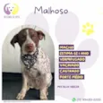Malhoso