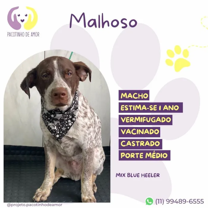 Cachorro ra a SRD-ViraLata idade Abaixo de 2 meses nome Malhoso