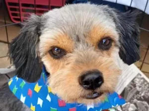 Cachorro raça Shitzu idade 7 a 11 meses nome Billy 