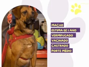 Cachorro raça SRD-ViraLata idade 1 ano nome Gustavo 