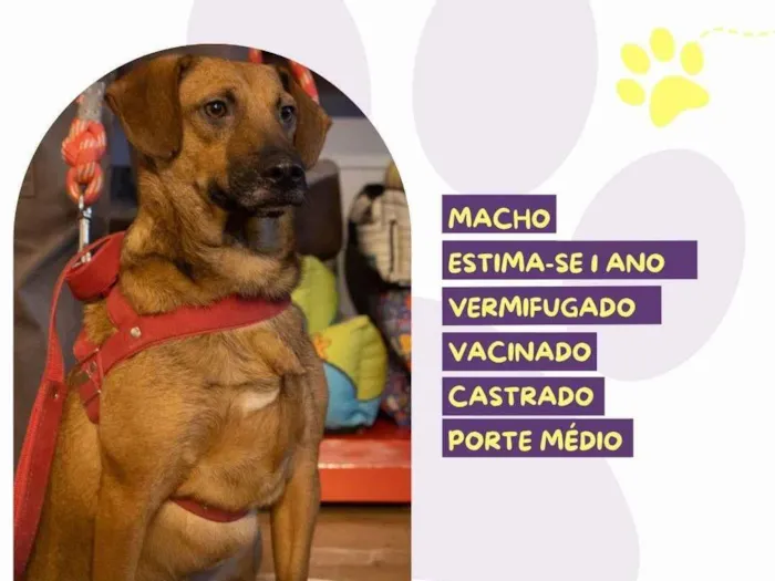 Cachorro ra a SRD-ViraLata idade 1 ano nome Gustavo 