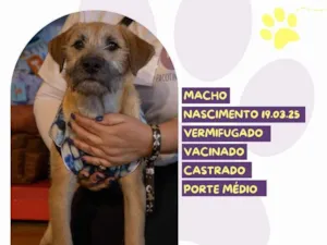 Cachorro raça SRD-ViraLata idade 2 a 6 meses nome Benji
