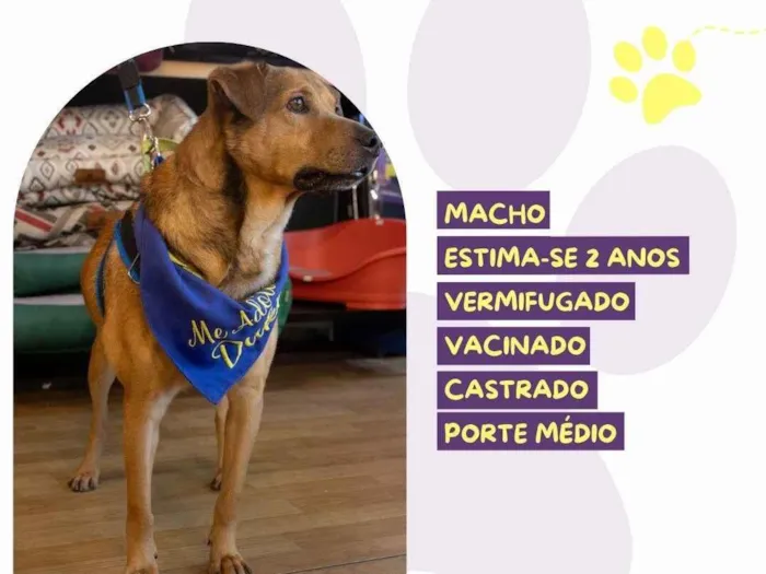 Cachorro ra a SRD-ViraLata idade 2 anos nome Duck