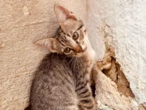 Gato raça SRD-ViraLata idade Abaixo de 2 meses nome Gatinhos ainda sem nome 
