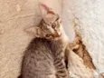 Gatinhos ainda sem nome
