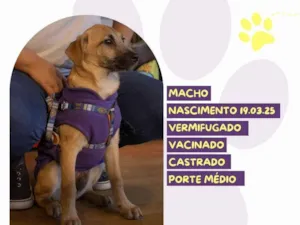 Cachorro raça SRD-ViraLata idade 2 a 6 meses nome Bartho