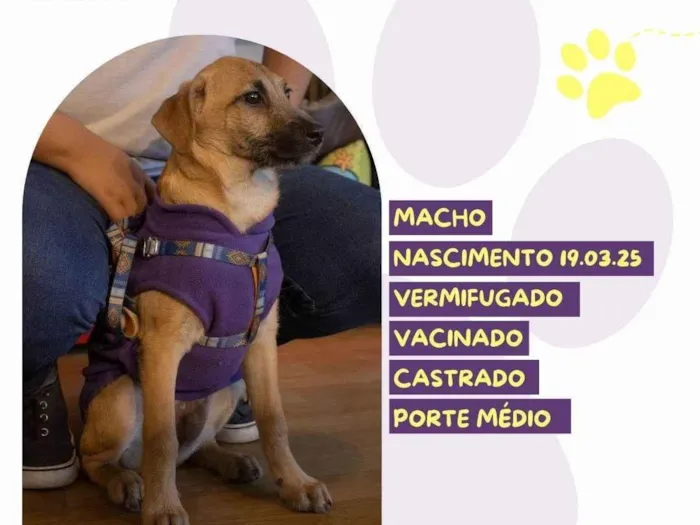 Cachorro ra a SRD-ViraLata idade 2 a 6 meses nome Bartho