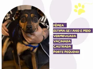 Cachorro raça SRD-ViraLata idade 1 ano nome Preta